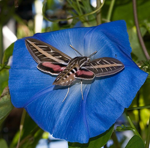 White Sphinx Moth