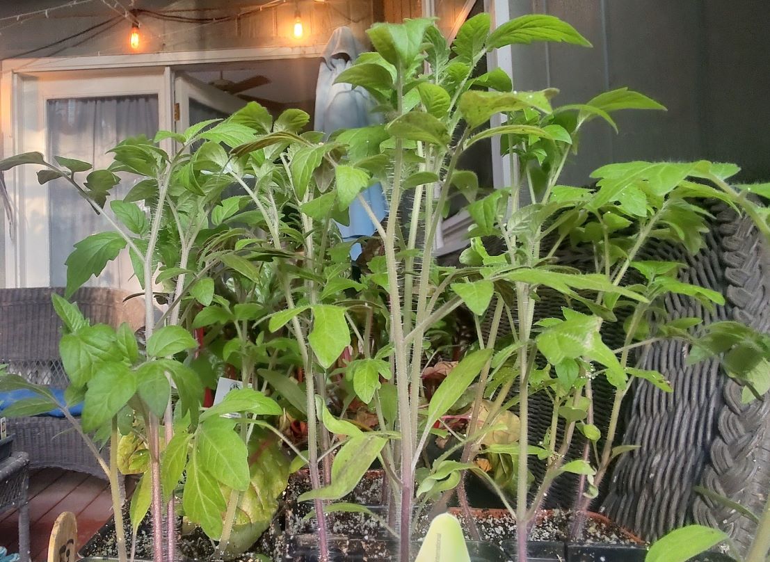 Tomato transplants 