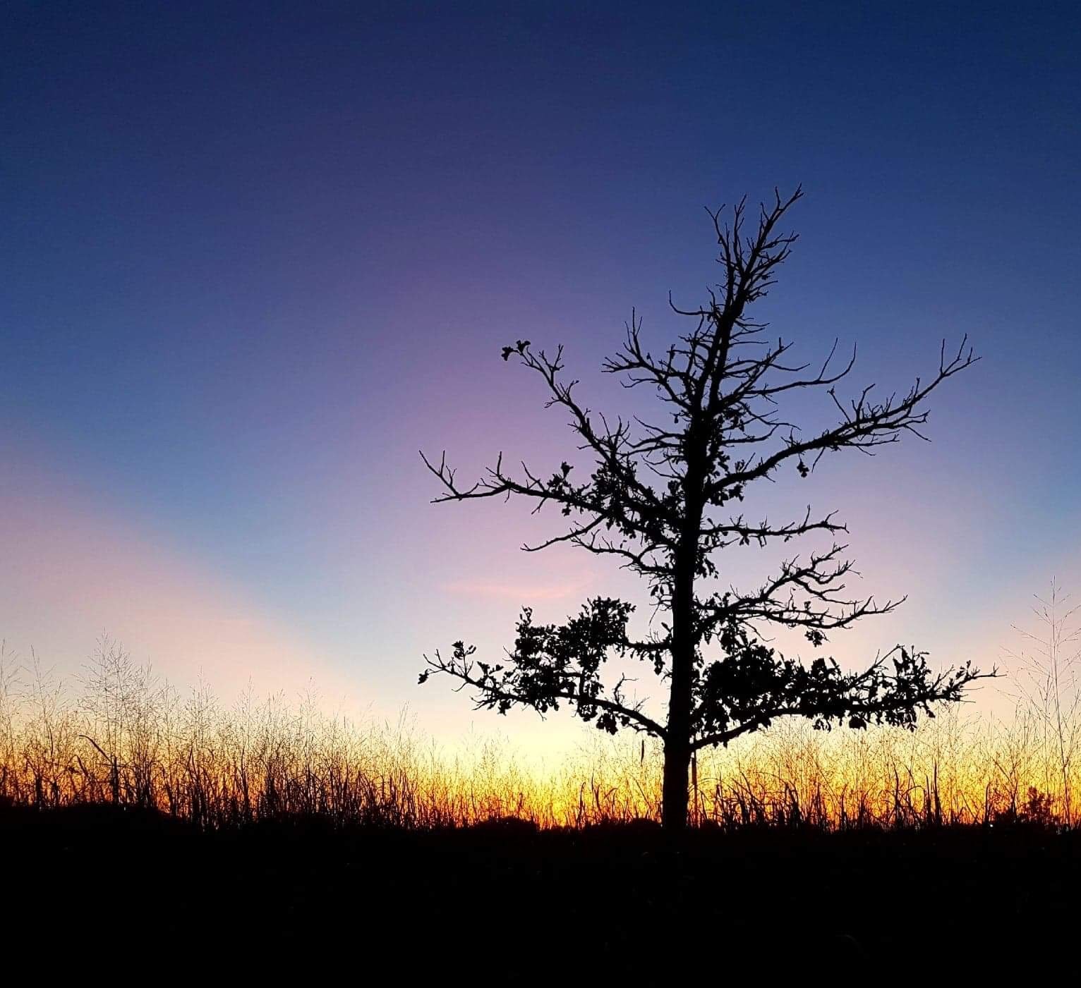 sunrise tree silouette