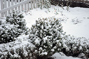 Snowy boxwoods