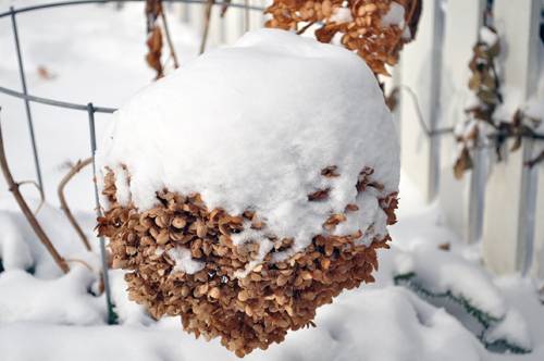 snowy_annabelle_hydrangea