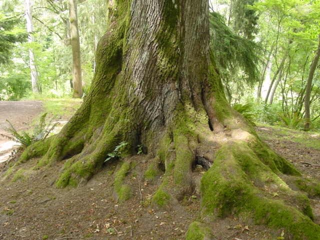 Tree with moss in forest