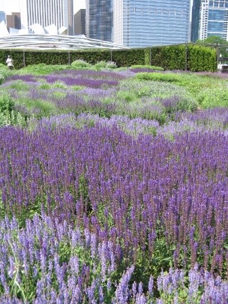Field of purple flowers