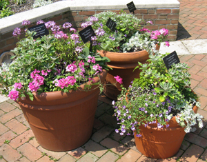 Three containers or flowers