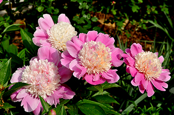 Cora Stubbs peony