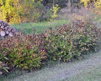 Peony plants in the fall