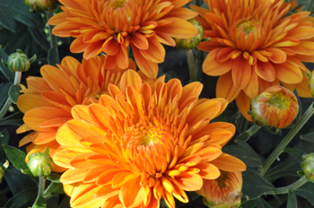 Closeup of organge chrysanthemum flowers and buds