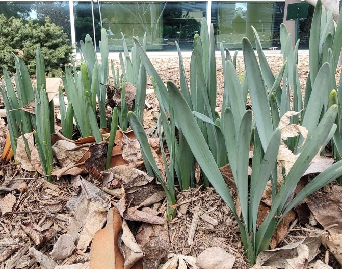 Daffodils as they emerge