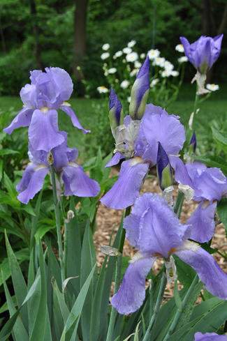 Purple iris
