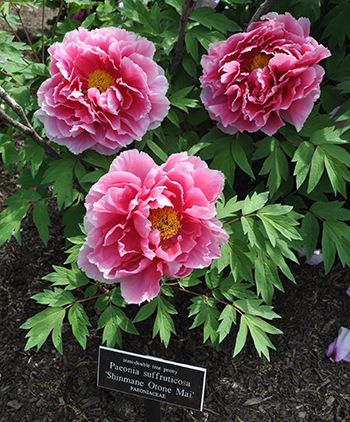 Tree peonies