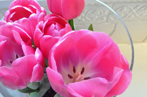 Pink tulips