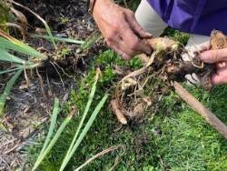 breaking-apart-rhizomes