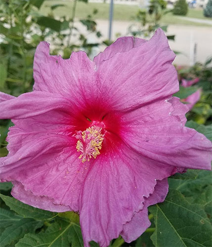 hibiscus