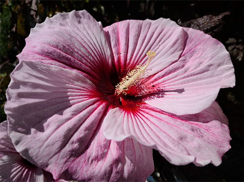 hibiscus