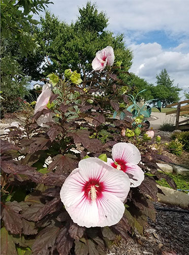 hibiscus