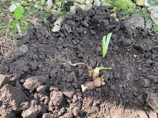 rhizome-to-be-planted