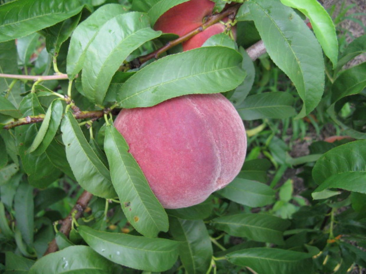 Peach