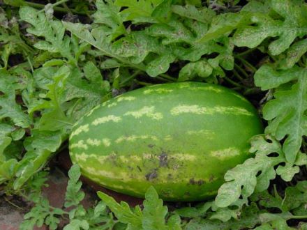 Watermelon