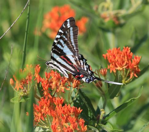 Zebra Swallowtail on Asclepias
