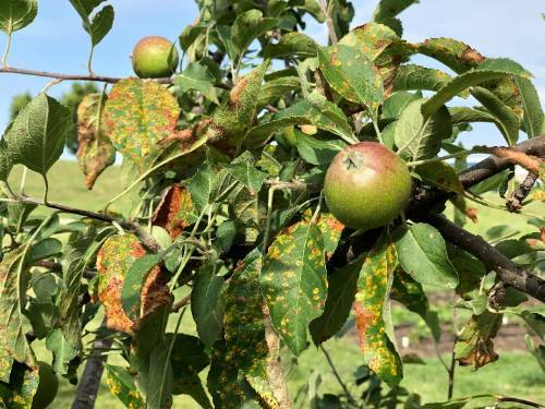 damaged fruit tree