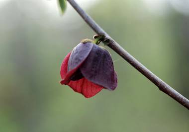 Pawpaw flower