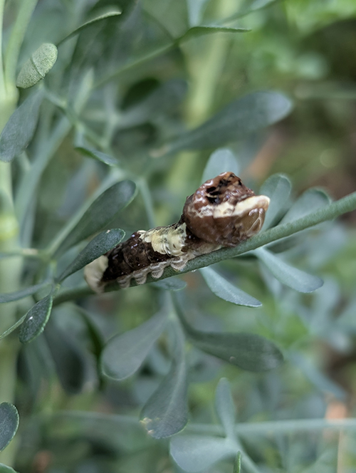 Giant Tiger Swallowtail Caterpillar by Heather Cwach