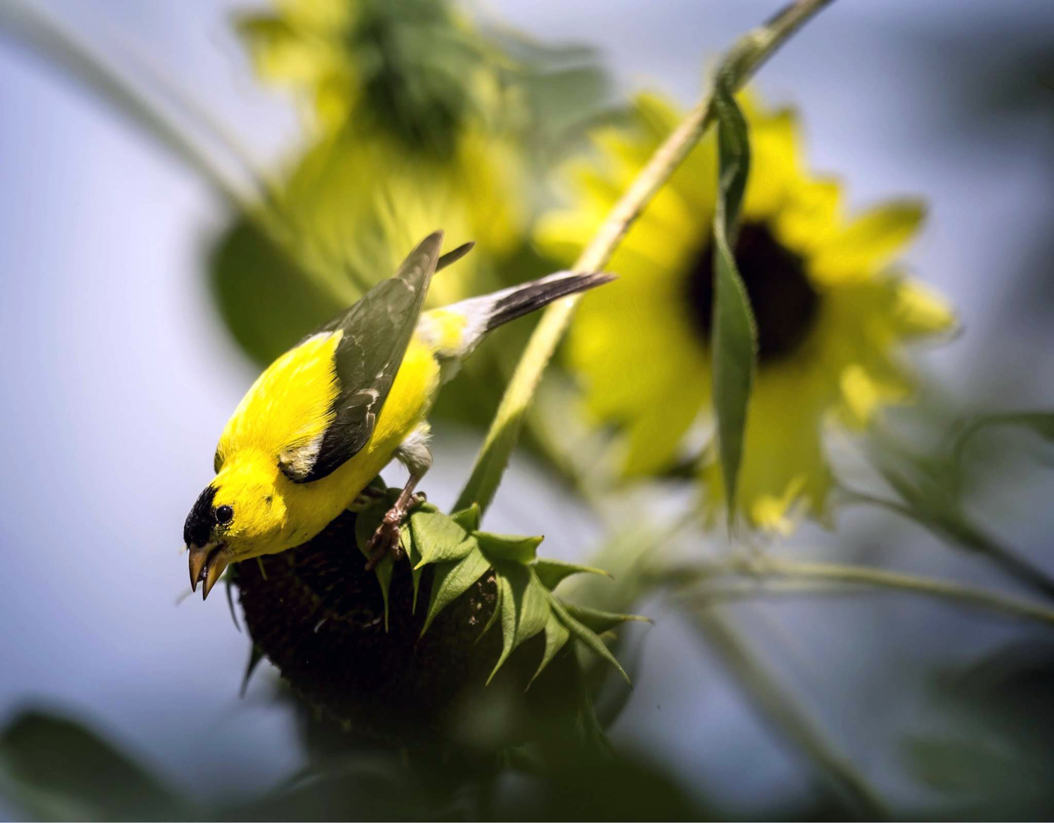 Goldfinch on Sunflower 