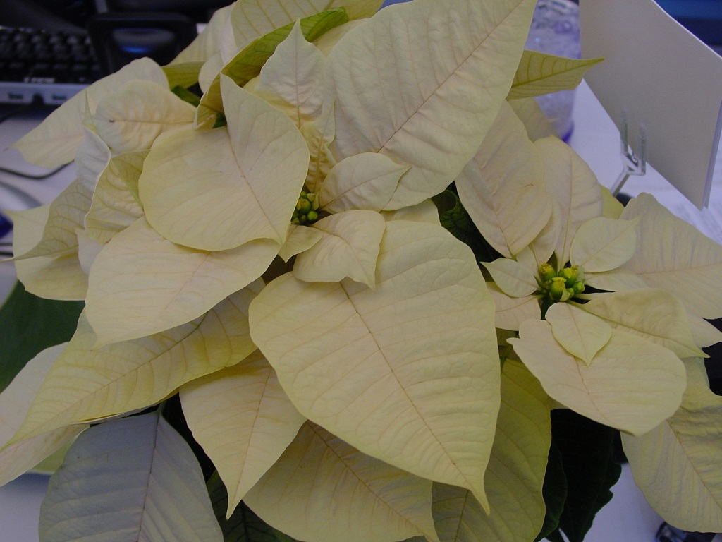 Poinsettia - white