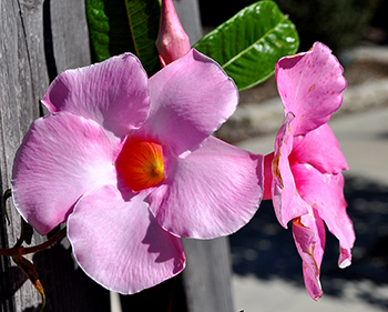 Sun Parasol pink mandevilla