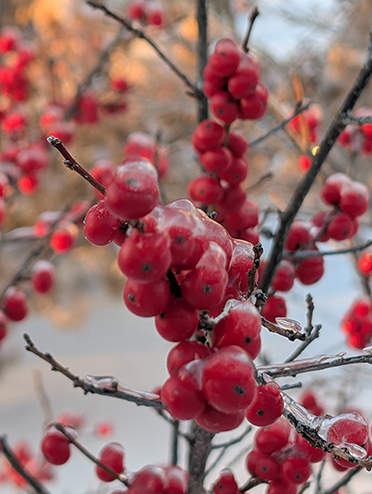 Icy Holly Berries 