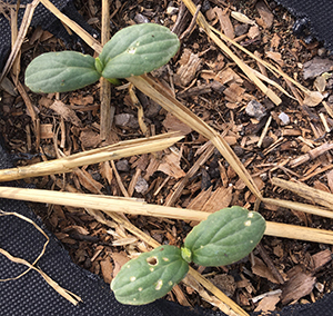 Flea beetle damage on a cucurbit transplant