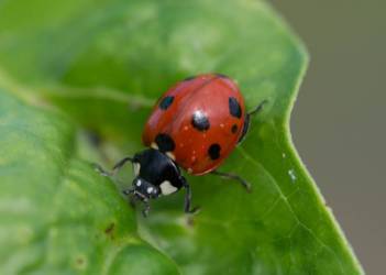 lady bug