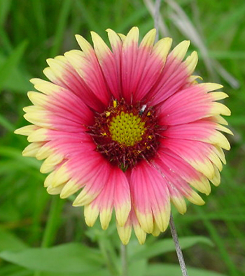 Gaillardia