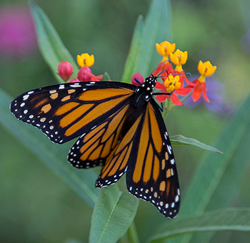 Monarch butterfly on Asclepias curassavica flower