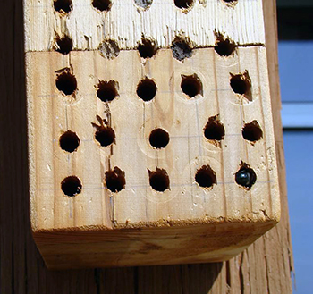 Pollinator bee box