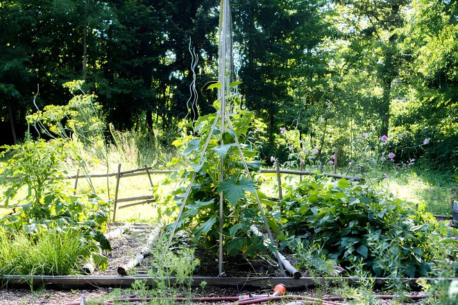 Intercropping vegetables 
