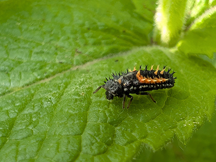 young ladybug larvae on mint leaf 