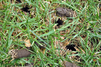 Soil plugs for core aeration