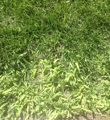 Crabgrass