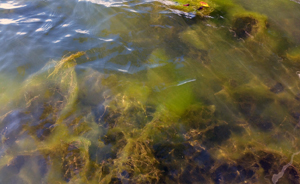 Filamentous Algae