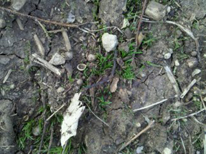 Winter grass seeding