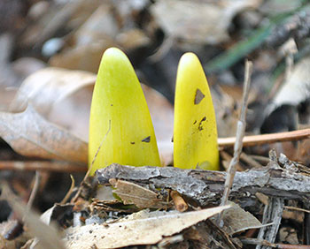 Daffodil bulbs emerging from the ground