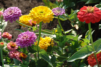 Zinnia flowers