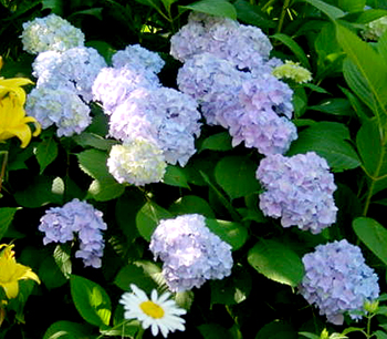 Blue flowered hydrangea