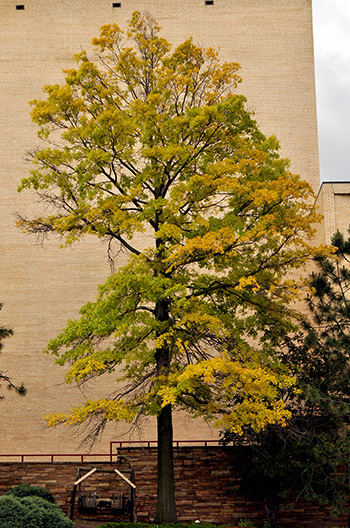 Iron Chlorosis symptoms in Pin Oak tree