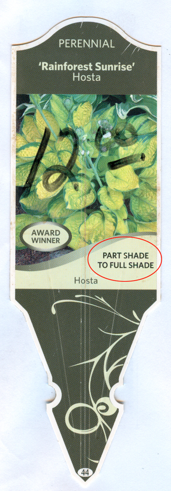 Plant label 'Rainforest Sunrise'
