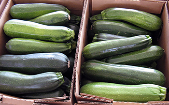 Zucchini at farmers market