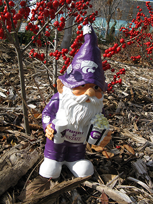 K-State garden gnome