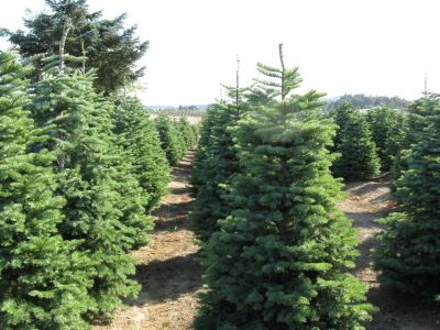 christmas tree