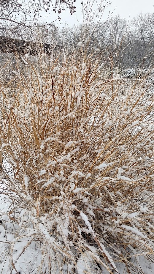 ornamental grass with snow